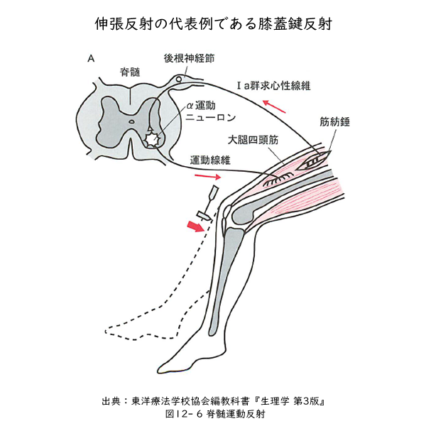 伸張反射