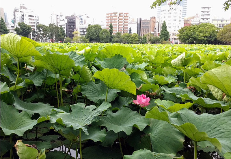 蓮 開花