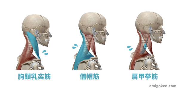 首の筋肉