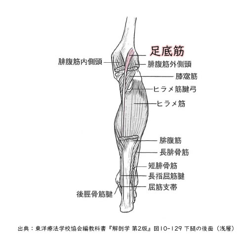 足底筋